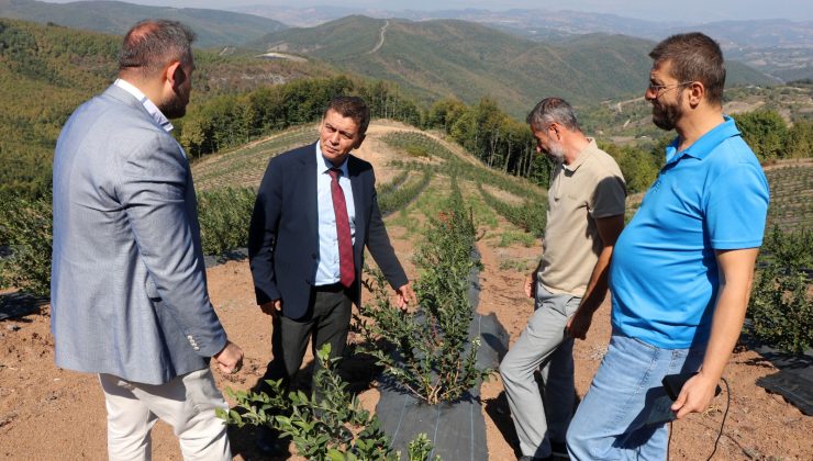 Müdür Yaman, Altınova’da incelemeler yaptı.